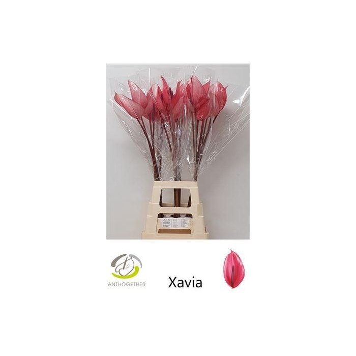 <h4>Anth A Xavia</h4>