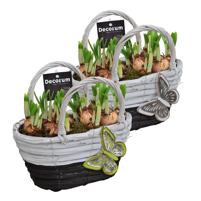 <h4>ARR NARCISSUS</h4>