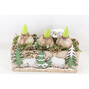 arr4 Hyacint JS - Kist kerst print