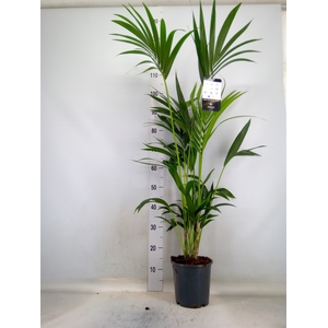 Howea forsteriana