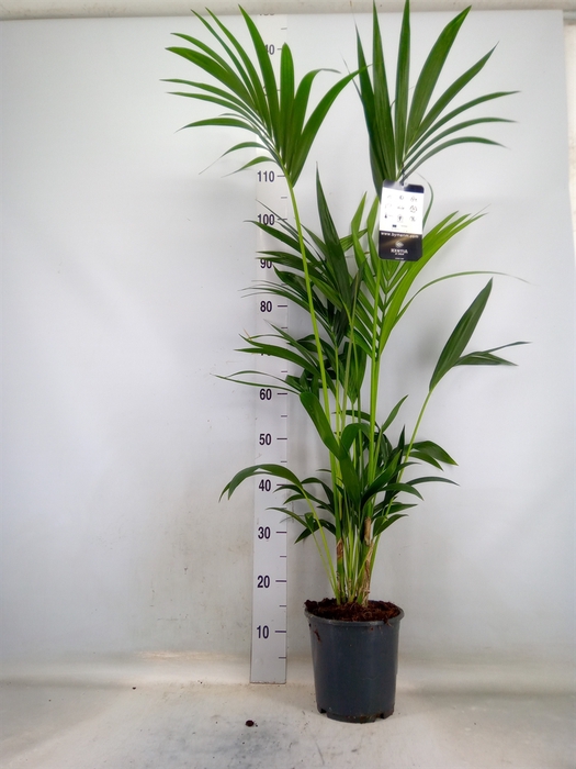 <h4>Howea forsteriana</h4>