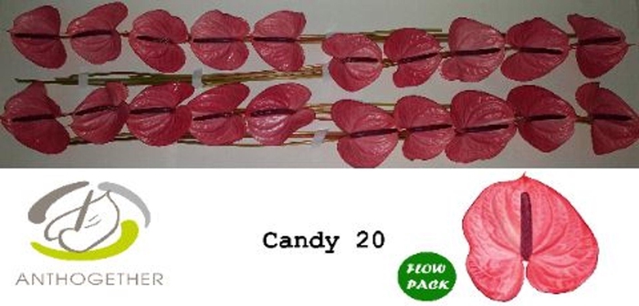 <h4>Anthurium andr. 'Candy'</h4>