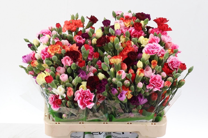 <h4>Di Tr Rainbow Mix X20</h4>