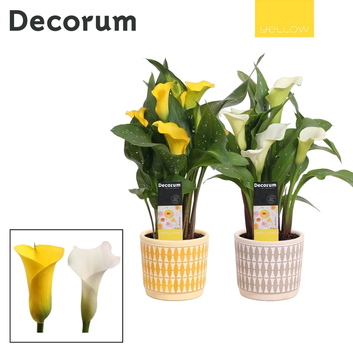 <h4>Zantedeschia Geel in Ompot Diana PASEN (Decorum)</h4>