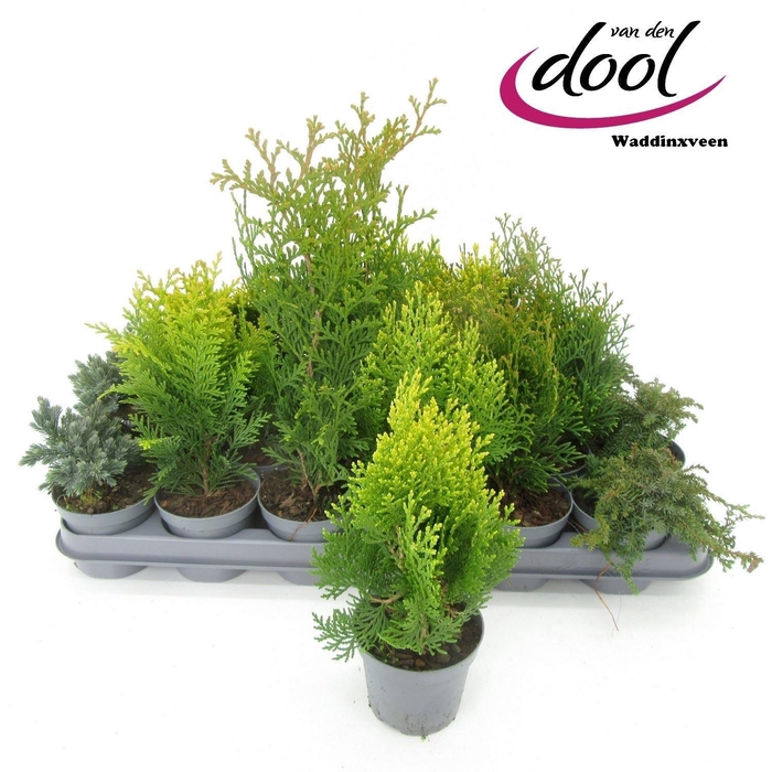 <h4>Coniferen overig gemengd</h4>