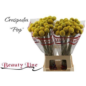 Craspedia Paintball Pop 65cm