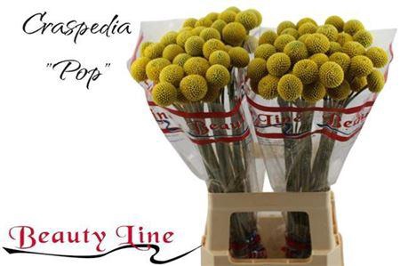 <h4>Cras Paintball Pop</h4>