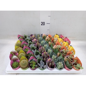 Cactus   ...mix