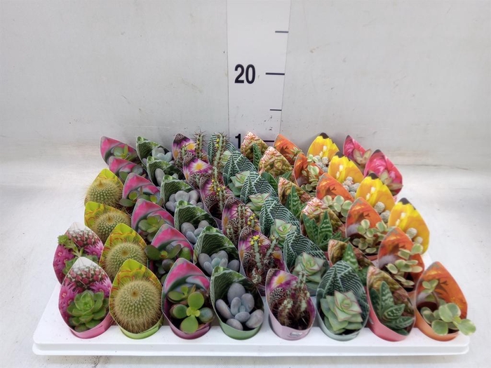 <h4>Cactus   ...mix</h4>