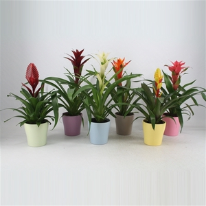 Bromelia Excellent in Pastel Keramiek