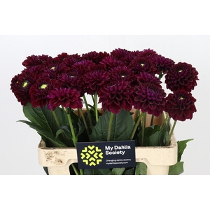 Dahlia Black Fox