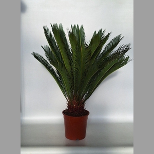 CYCAS REVOLUTA