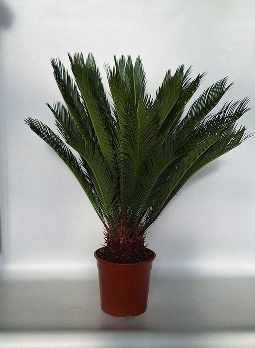 <h4>CYCAS REVOLUTA</h4>
