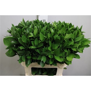 Ruscus Hypophyllum
