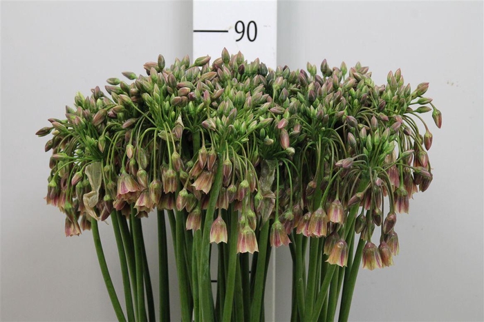 <h4>Nect Siculum Bulgar</h4>