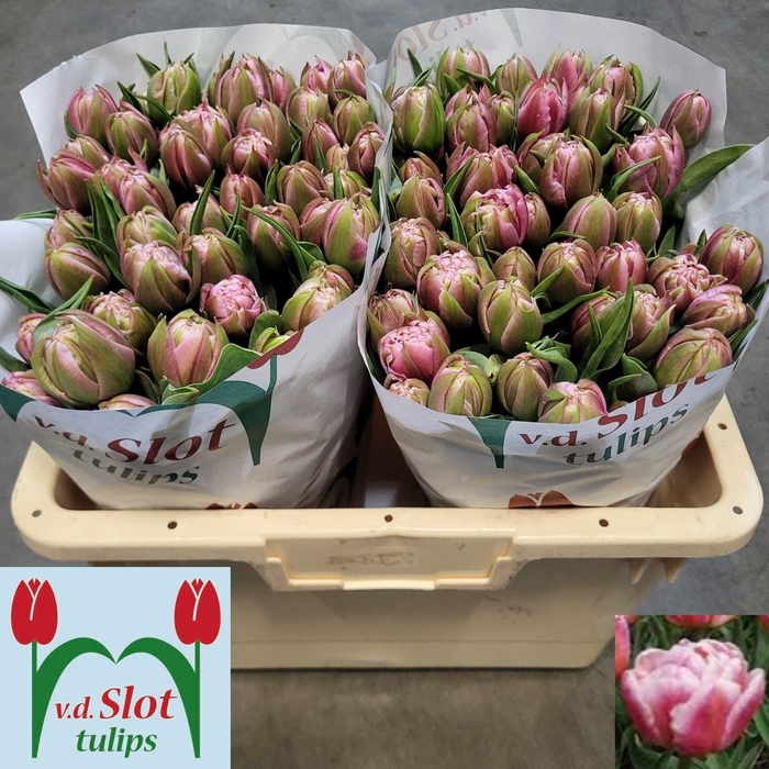 <h4>TU DU ATLANTA</h4>