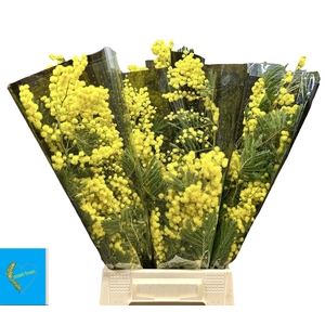 ACACIA BAILEYA BL BS