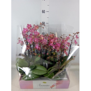 Phalaenopsis multi.   ...orange