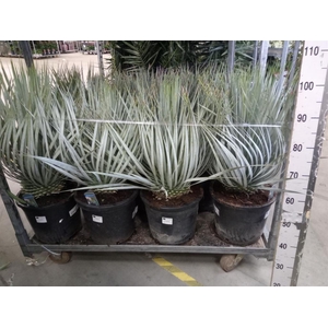 Yucca rostrata