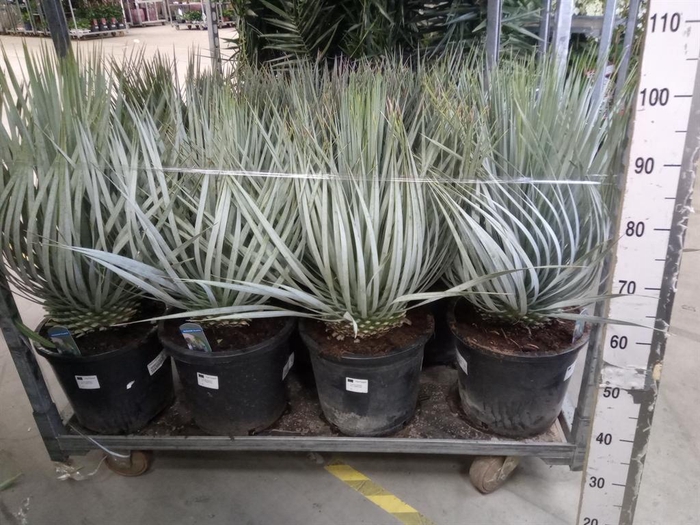 <h4>Yucca rostrata</h4>