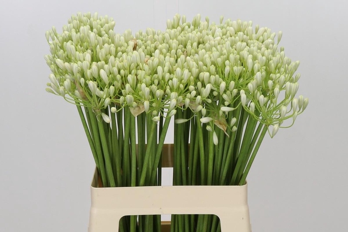 <h4>Agapanthus Prinses Marilène</h4>
