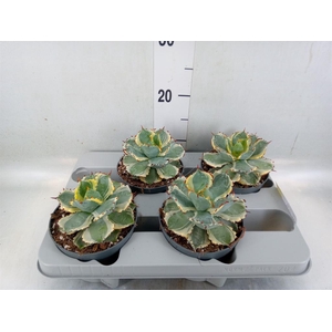 Agave potatorum