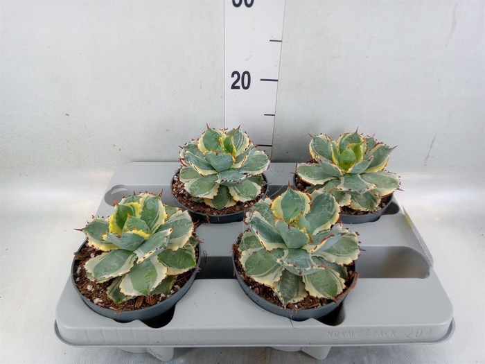 <h4>Agave potatorum</h4>