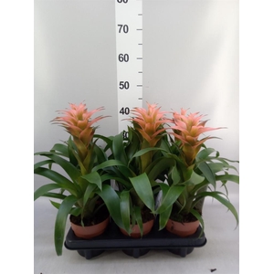 Guzmania  'Melissa'