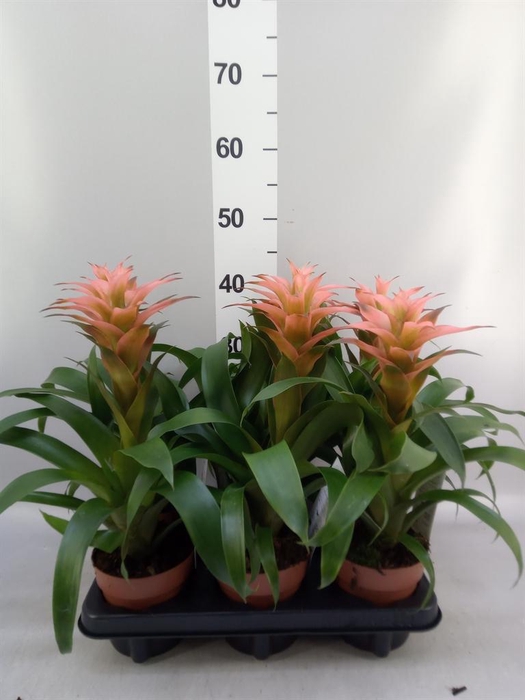<h4>Guzmania  'Melissa'</h4>