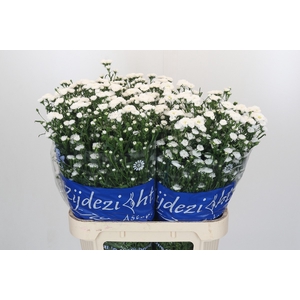 Aster Cassy