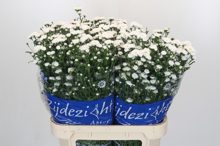 <h4>Aster Cassy</h4>