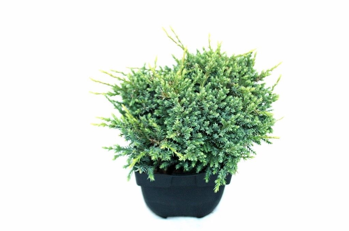 <h4>Juniperus squamata 'Holger' P17</h4>