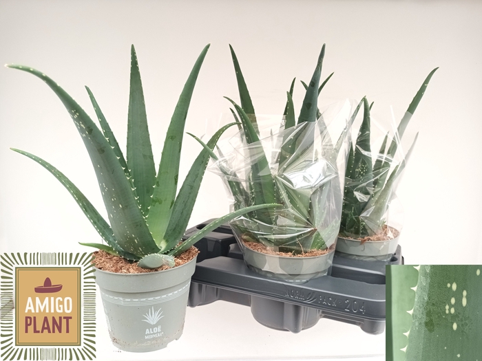 <h4>ALOE VERA</h4>