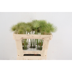 PULSA VULG ZAADPLUIZ GREEN