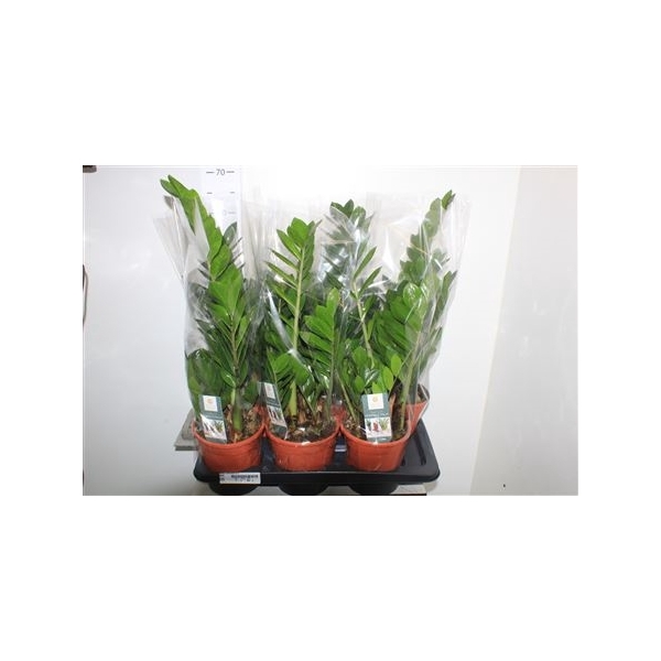 <h4>Zamio Zamiifolia 4+ 17cm Potten</h4>