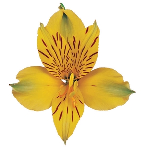 ALSTROEMERIA ISOLA 080 CM