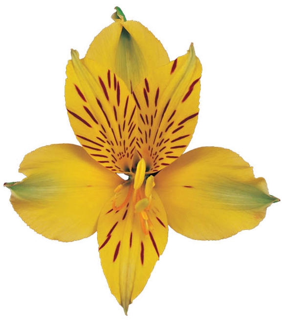 <h4>ALSTROEMERIA ISOLA 080 CM</h4>