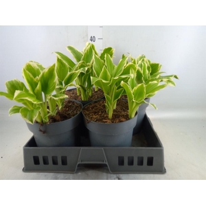 Hosta undulata 'Albomarginata'