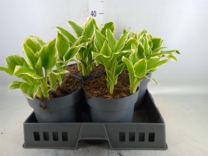 <h4>Hosta undulata 'Albomarginata'</h4>