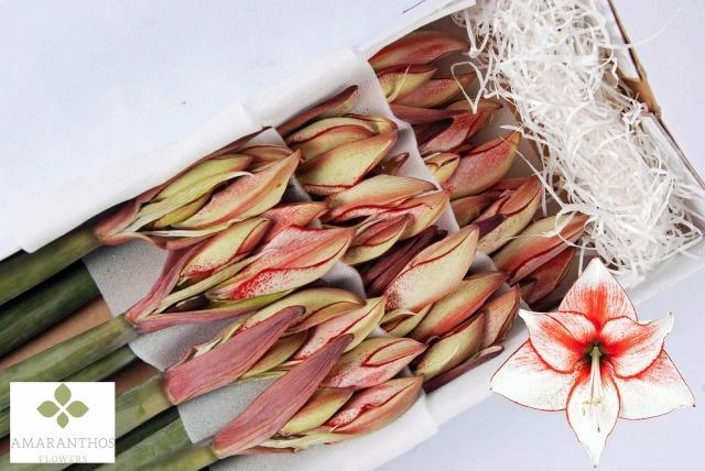 <h4>HIPP DI CHARISMA</h4>