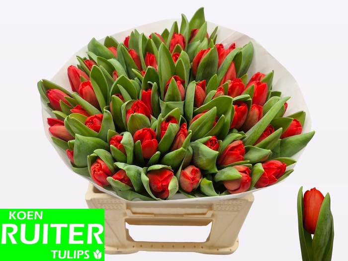 <h4>TU EN ESCAPE</h4>