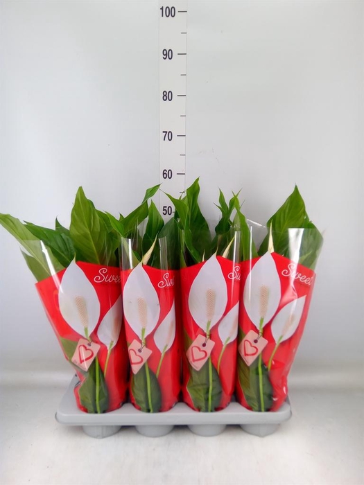 <h4>Spathiphyllum  'Sweet Benito'</h4>