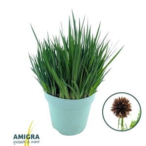 Juncus Ensifolia