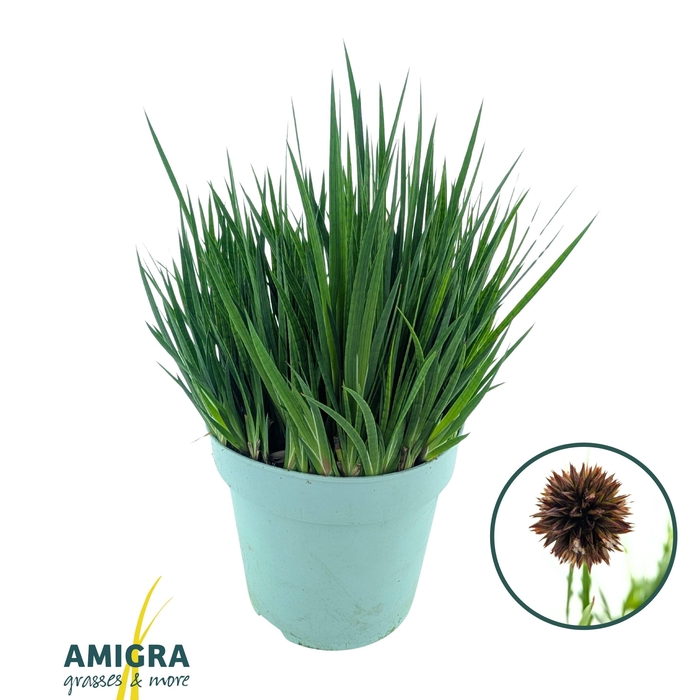 <h4>Juncus Ensifolia</h4>