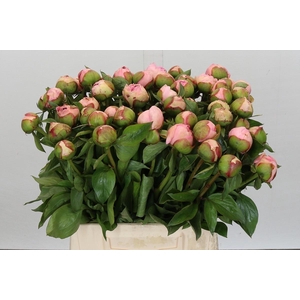 Paeonia Angel Cheeks
