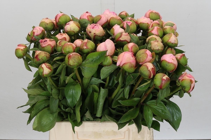 <h4>Paeonia Angel Cheeks</h4>