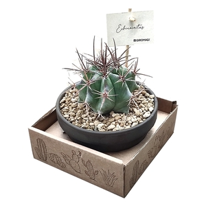 ECHINOCACTUS PLATYACANTHUS IN TERRACOTTA BOWL Ø 15 - CARDBOARD BOX 15X15 CM (CACTUS)