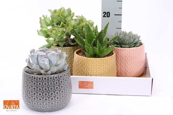 <h4>SUCC GEM 4 SRT</h4>