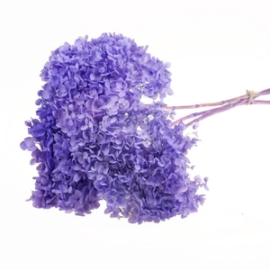 Hydrangea pres 3pc 50cm stem SB bleached lilac