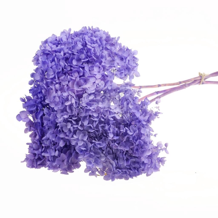 <h4>Hydrangea pres 3pc 50cm stem SB bleached lilac</h4>
